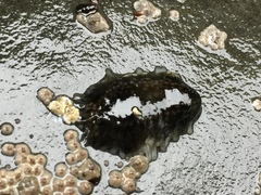 Cucumaria pseudocurata