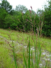 Panicum virgatum spissum