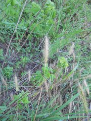 Elymus glabriflorus