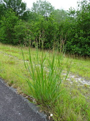 Panicum virgatum spissum
