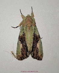 Stauropides persimilis