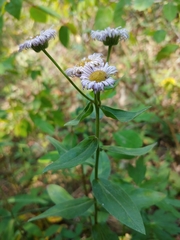Erigeron glabellus
