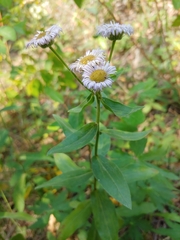 Erigeron glabellus