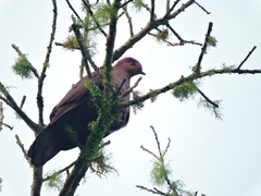 Patagioenas subvinacea