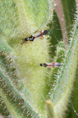 Tupiocoris californicus