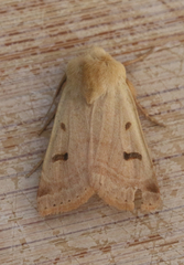 Dichagyris variabilis