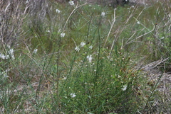 Oenothera glaucifolia
