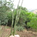 Elymus panormitanus - Photo (c) יאיר אור, some rights reserved (CC BY-NC-SA), uploaded by יאיר אור