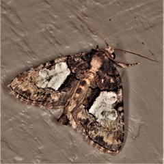 Chytonix