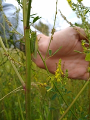 Orchelimum gladiator