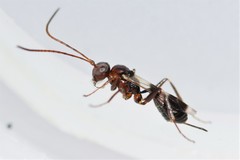 Gelis tenellus