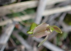 Cyrtostylis reniformis