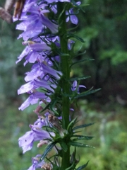 Lobelia elongata