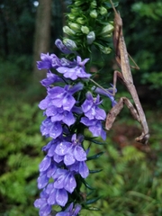 Lobelia elongata