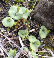 Cyrtostylis reniformis
