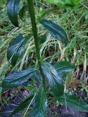 Lobelia elongata