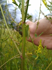 Orchelimum gladiator