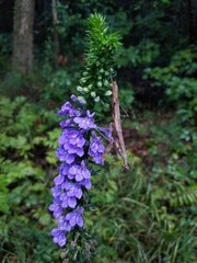 Lobelia elongata