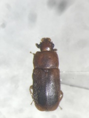 Epuraea linearis