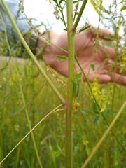 Orchelimum gladiator