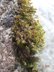 Dichelyma falcatum