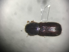 Dryocoetes autographus