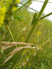 Orchelimum gladiator