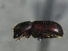 Dryocoetes autographus