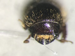 Dryocoetes autographus