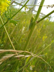 Orchelimum gladiator