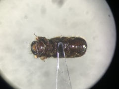 Dryocoetes autographus