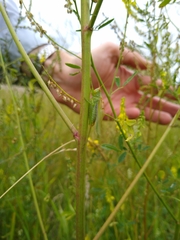 Orchelimum gladiator