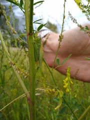 Orchelimum gladiator