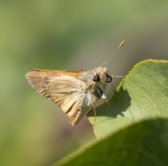 Ochlodes sylvanoides omnigena