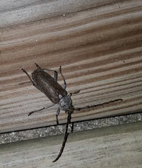 Gnaphalodes trachyderoides