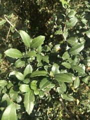 Citharexylum ilicifolium