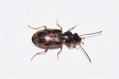 Bembidion patruele