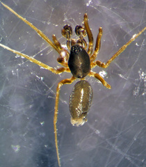 Agyneta sheffordiana
