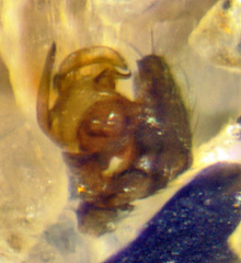 Agyneta sheffordiana