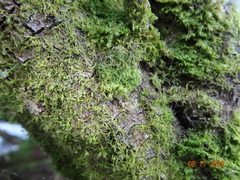 Metzgeria consanguinea