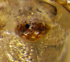 Agyneta sheffordiana