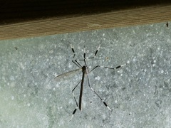 Bittacomorpha occidentalis