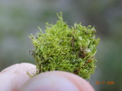 Metzgeria consanguinea