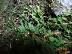 Fissidens osmundioides
