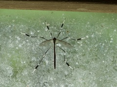 Bittacomorpha occidentalis