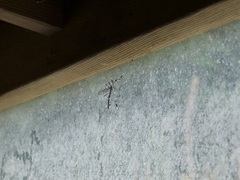 Bittacomorpha occidentalis