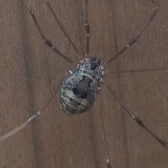 Leiobunum calcar