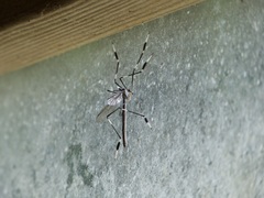 Bittacomorpha occidentalis