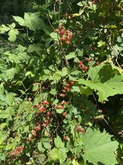 Rubus crataegifolius