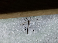 Bittacomorpha occidentalis